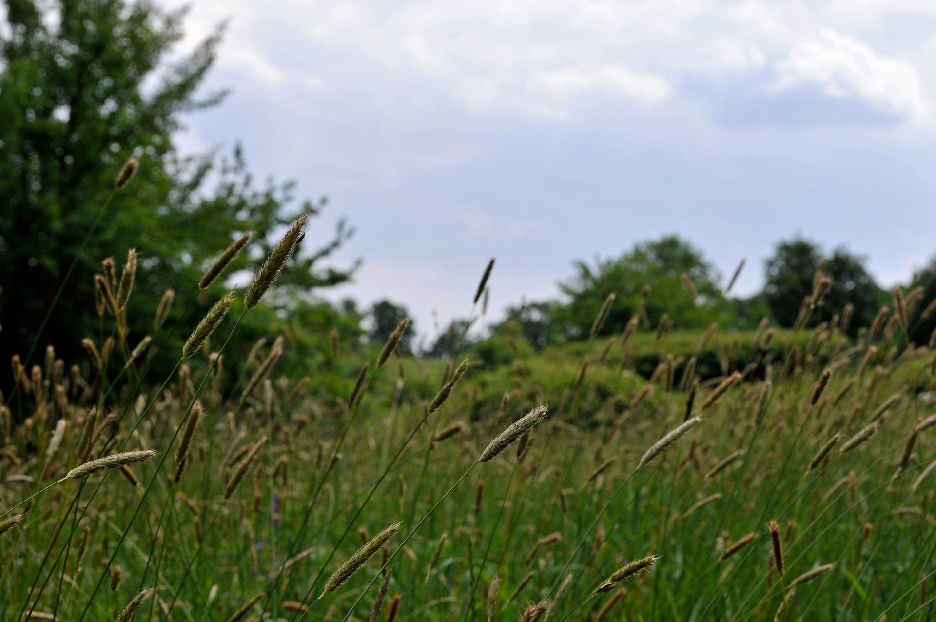 Tall Grass Leaning